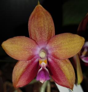 Phalaenopsis Yaphon Oh Mygod