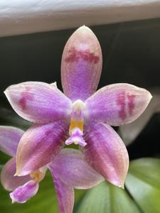 Phalaenopsis Yaphon Oh Mygod