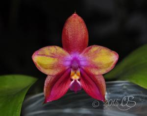 Phalaenopsis Yaphon Oh Mygod