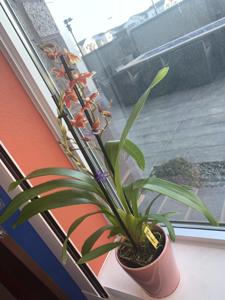 Oncostelopsis Leopoldo