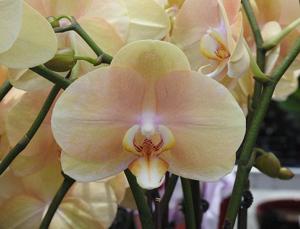 Phalaenopsis OX Lottery Prince