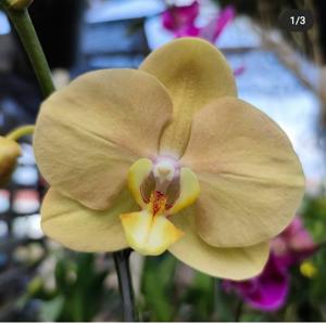 Phalaenopsis OX Lottery Prince