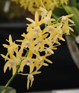 Dendrobium Dingadee