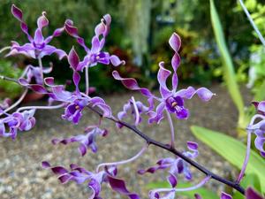 Dendrobium Alice's Mark Bron