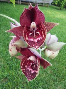 Catasetum Fong Cing