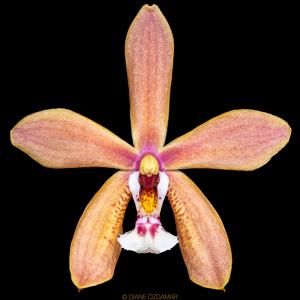 Phalaenopsis Schillmann