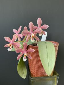 Phalaenopsis Schillmann