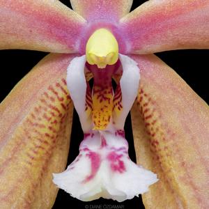 Phalaenopsis Schillmann