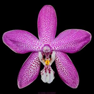 Phalaenopsis Schillmann