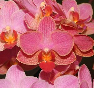 Phalaenopsis I-Hsin Confetio