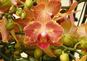 Phalaenopsis I-Hsin Confetio