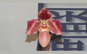 Paphiopedilum Jin Sing Girl