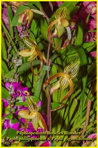 Paphiopedilum Boucles Blondes