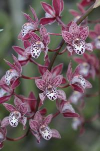 Cymbidium Art Mendoza