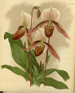 Paphiopedilum Selligerum