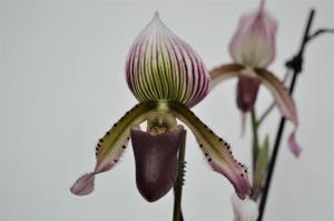 Paphiopedilum Selligerum