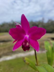 Cattlianthe Chief Dancing