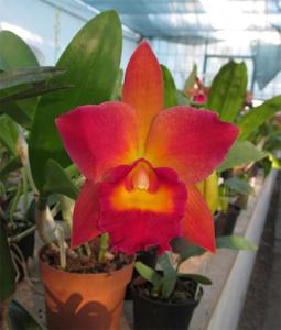 Rhyncattleanthe Chief Satisfaction