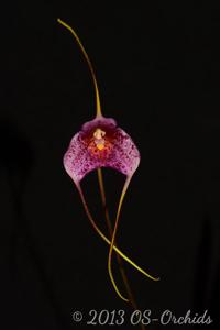 Masdevallia Teipels Super Jaguar