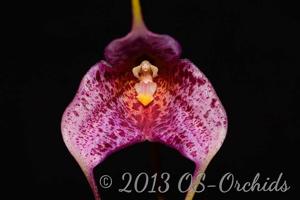 Masdevallia Teipels Super Jaguar