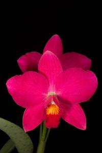 Cattleya Virginia Dickey