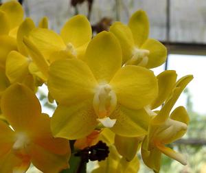 Phalaenopsis Tariflor Golden Celebration