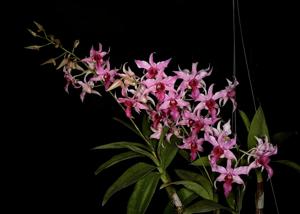 Dendrobium Hawaii Spectacular