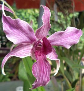 Dendrobium Hawaii Spectacular