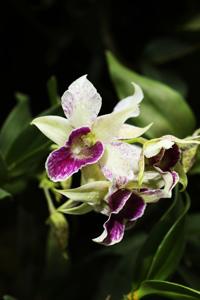 Dendrobium Silver King