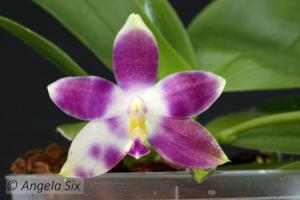 Phalaenopsis Chienlung Corningosa