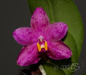 Phalaenopsis Chienlung Red King