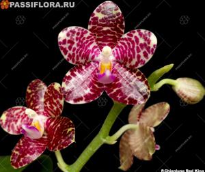 Phalaenopsis Chienlung Red King