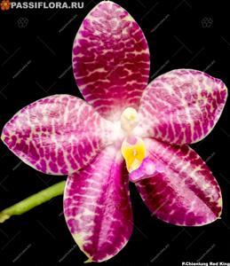 Phalaenopsis Chienlung Red King