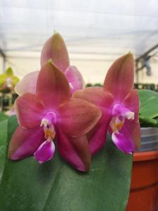 Phalaenopsis Chienlung Happy Girl