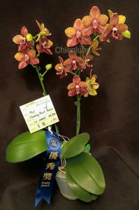 Phalaenopsis Chienlung Black Parrot