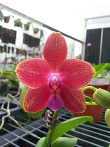 Phalaenopsis Chienlung Black Parrot