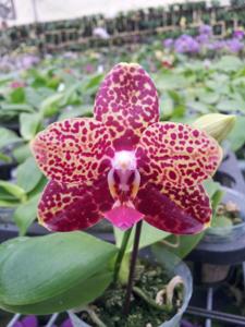 Phalaenopsis Chienlung Black Parrot