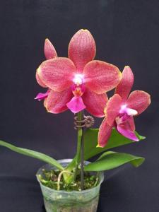 Phalaenopsis Chienlung Black Parrot