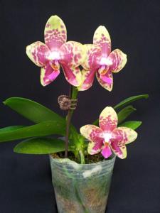 Phalaenopsis Chienlung Black Parrot