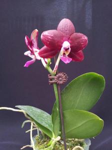 Phalaenopsis Chienlung Black Parrot