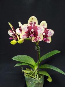 Phalaenopsis Chienlung Black Parrot