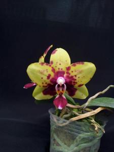 Phalaenopsis Chienlung Black Parrot