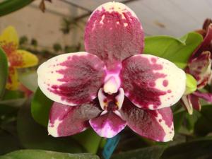 Phalaenopsis Chienlung Black Parrot