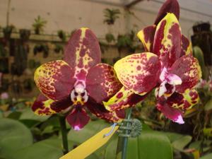 Phalaenopsis Chienlung Black Parrot