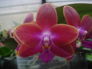 Phalaenopsis Chienlung Black Parrot