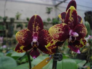 Phalaenopsis Chienlung Black Parrot