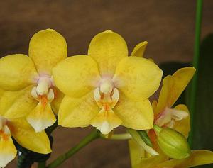 Phalaenopsis Younghome Golden Pixie