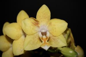 Phalaenopsis Younghome Golden Pixie