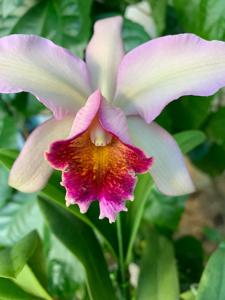 Cattleya Oh Hock Neo