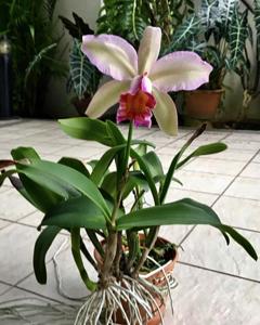 Cattleya Oh Hock Neo